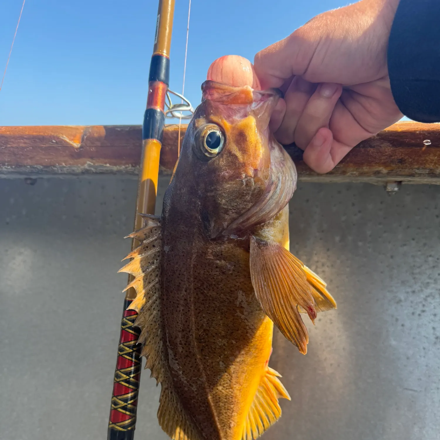 The most recent Speckled rockfish catches on Fishbrain