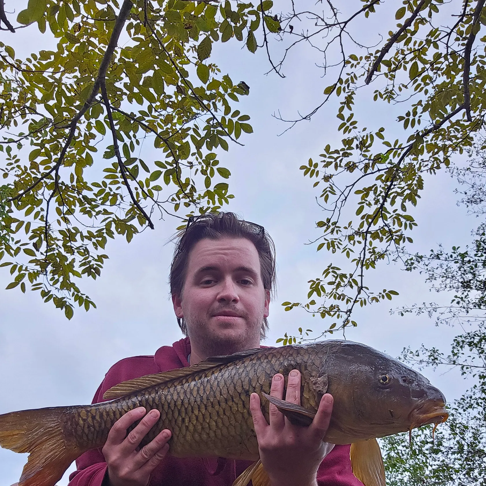 Common carp caught on Fishbrain