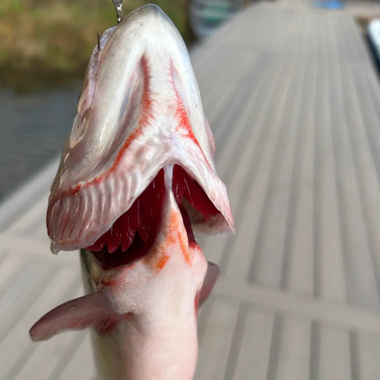 Cutthroat trout caught on Fishbrain