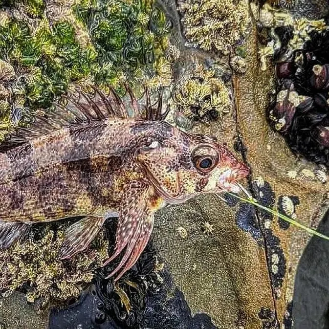 The most recent Eastern kelpfish catches on Fishbrain