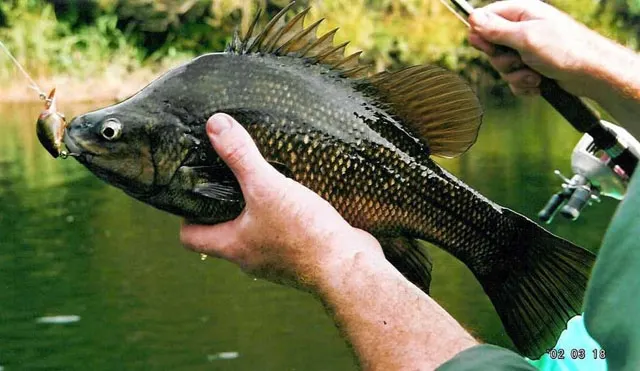 Macquarie perch