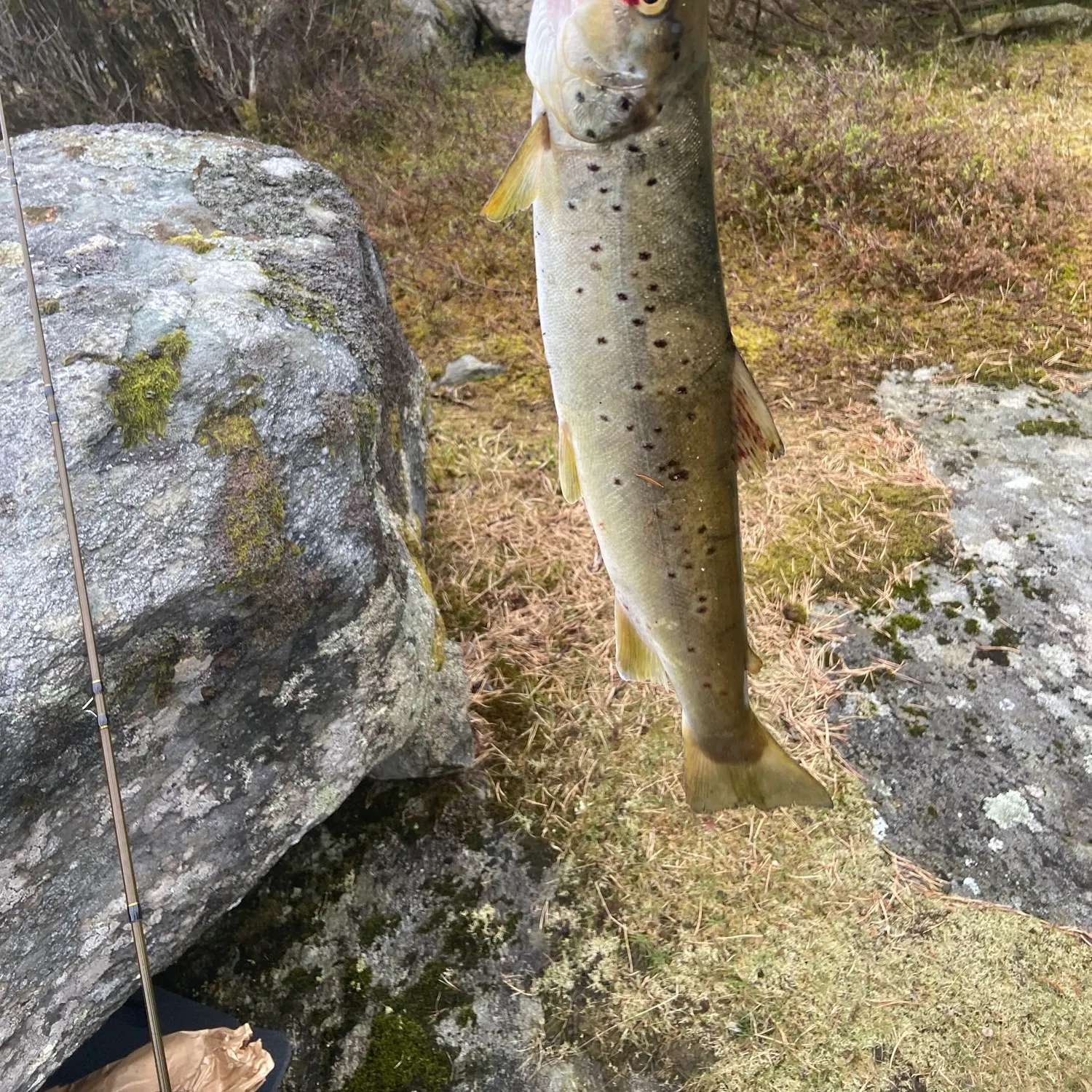 The most recent Sea trout catches on Fishbrain