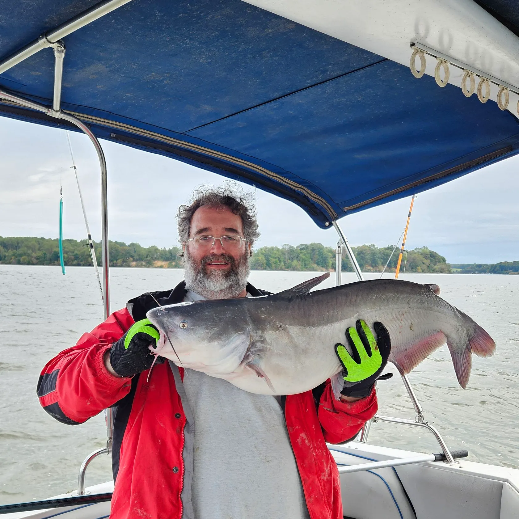 Blue catfish caught on Fishbrain