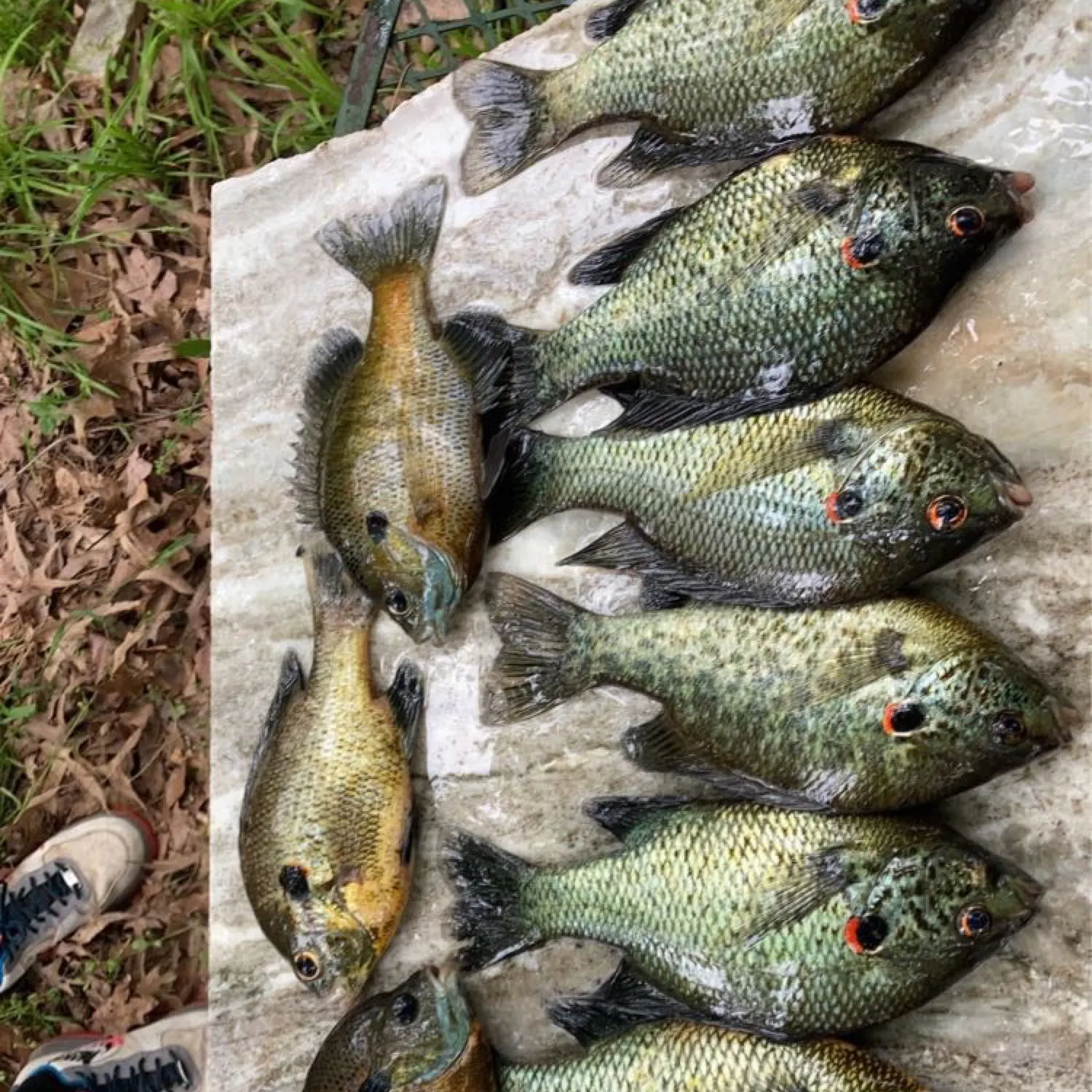 recently logged catches