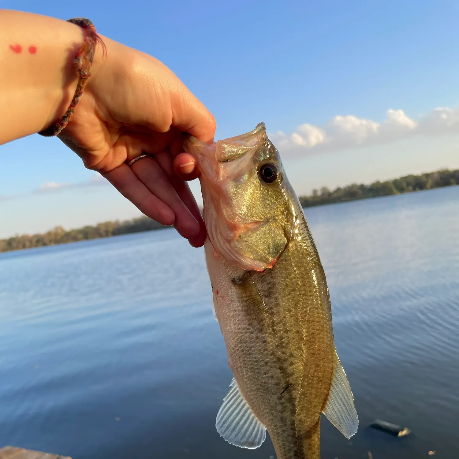 Largemouth bass caught on Fishbrain