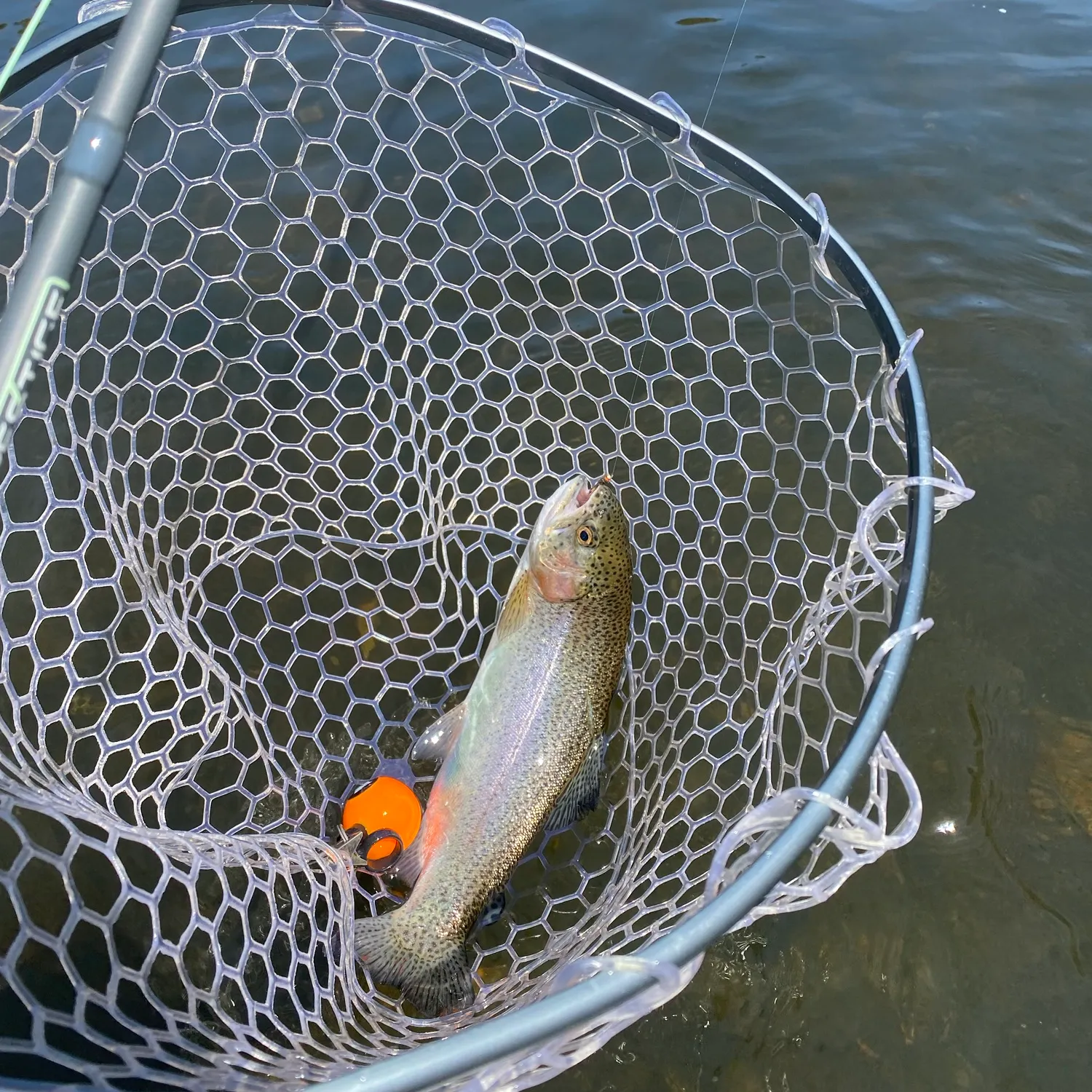 Rainbow trout caught on Fishbrain