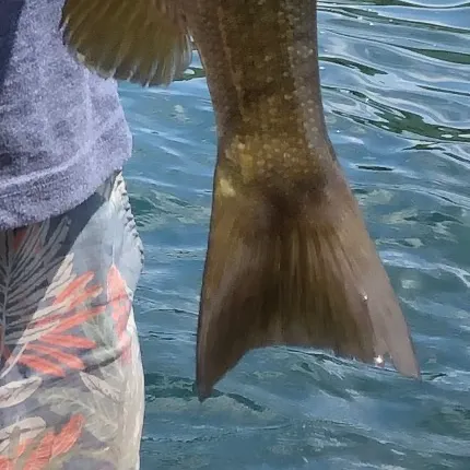 Smallmouth bass caught on Fishbrain