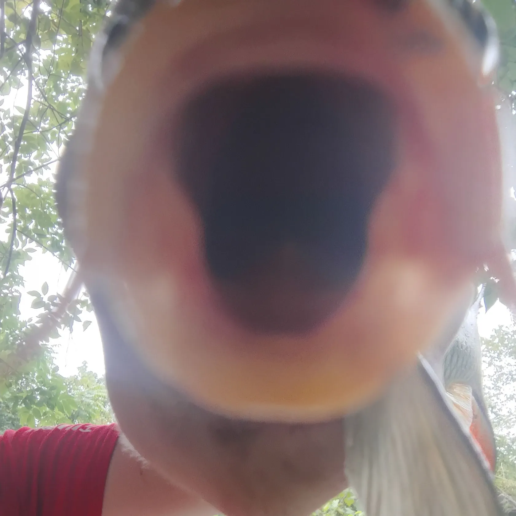 Common carp caught on Fishbrain