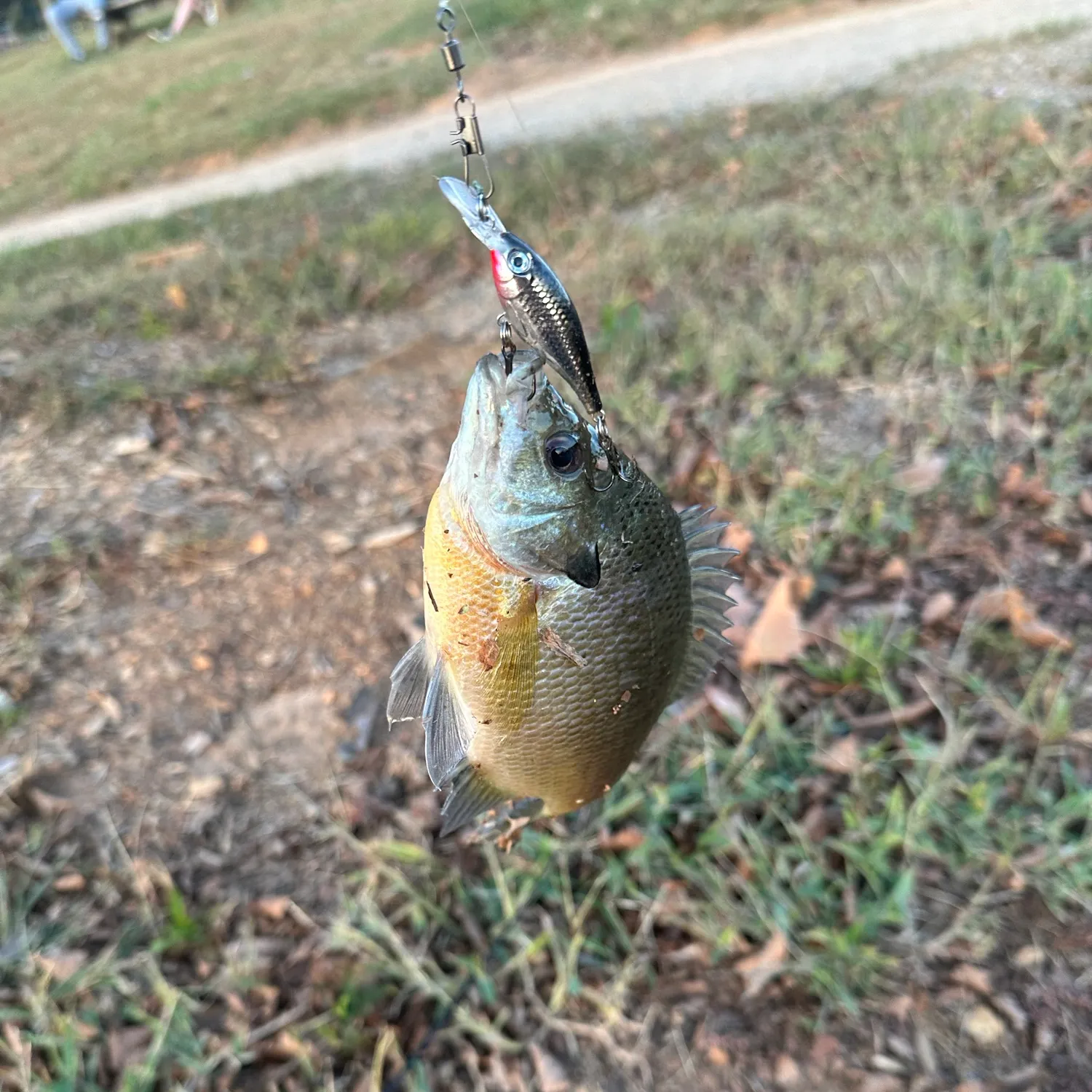 Redbreast sunfish caught on Fishbrain