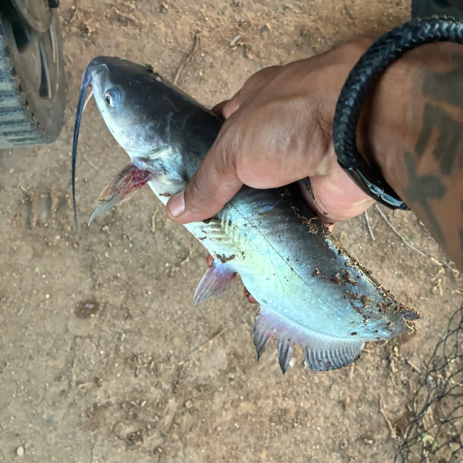 Channel catfish caught on Fishbrain