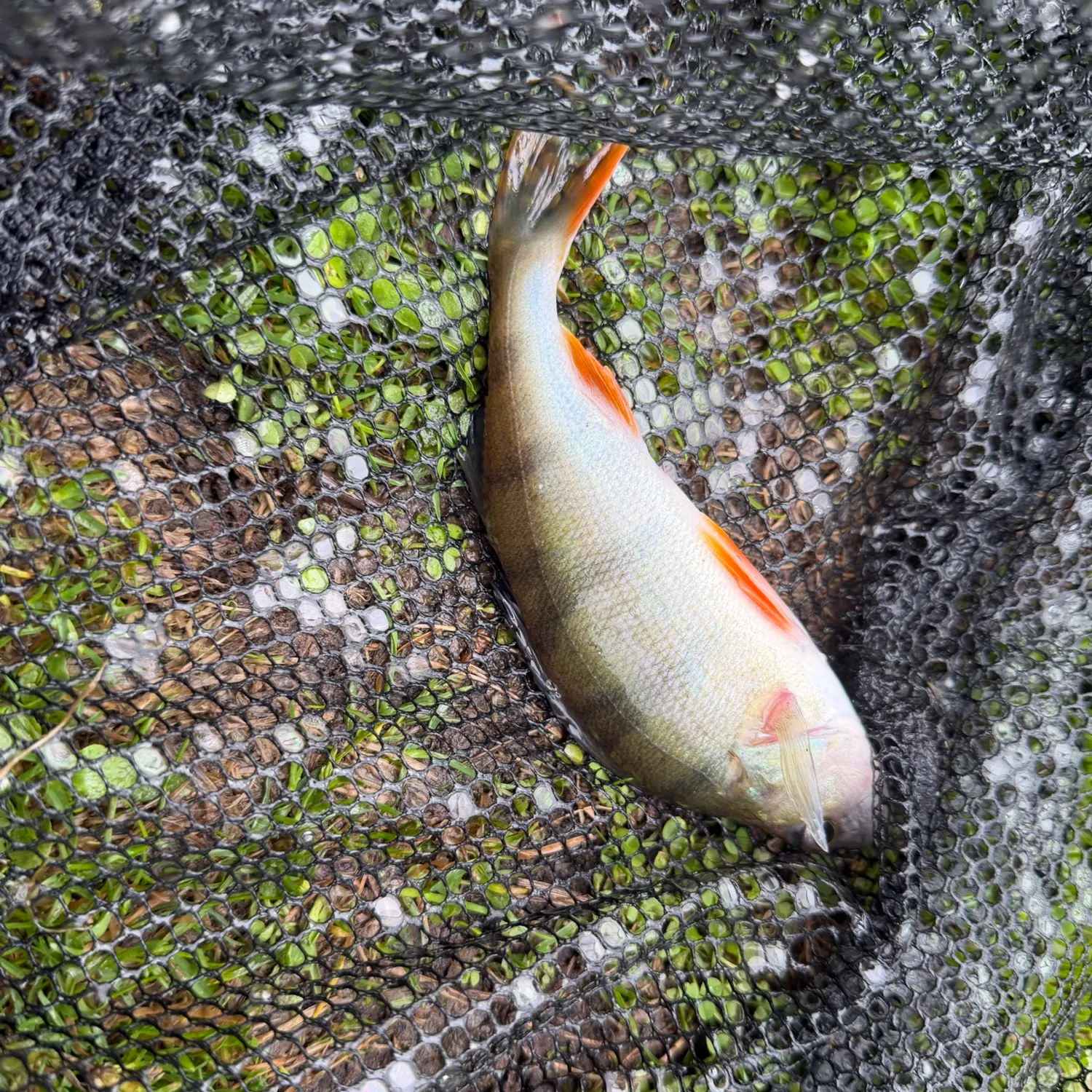 European perch caught on Fishbrain