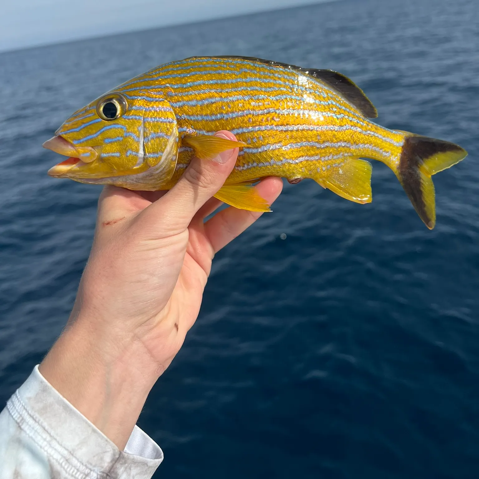 The most recent Bluestriped grunt catches on Fishbrain