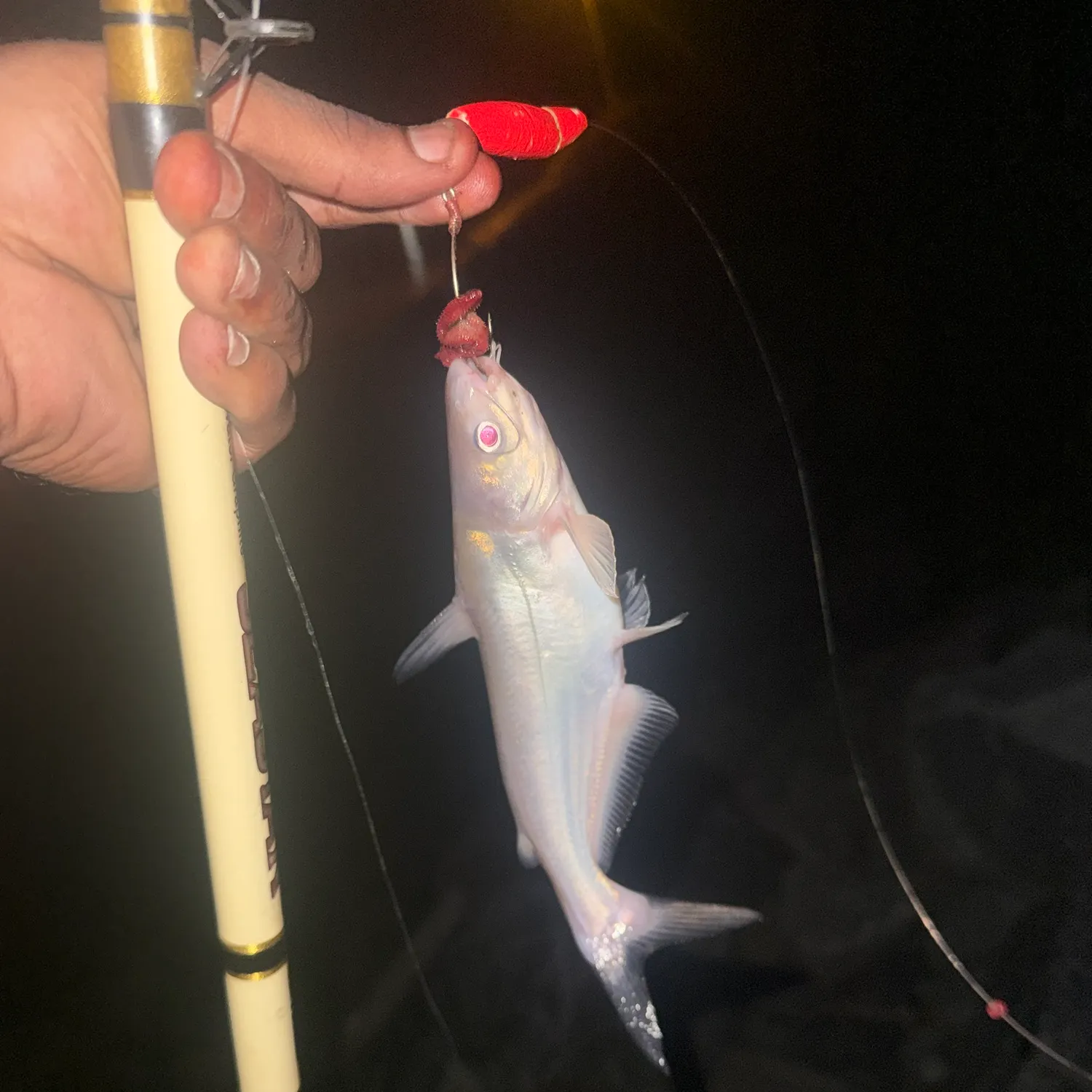 Blue catfish caught on Fishbrain