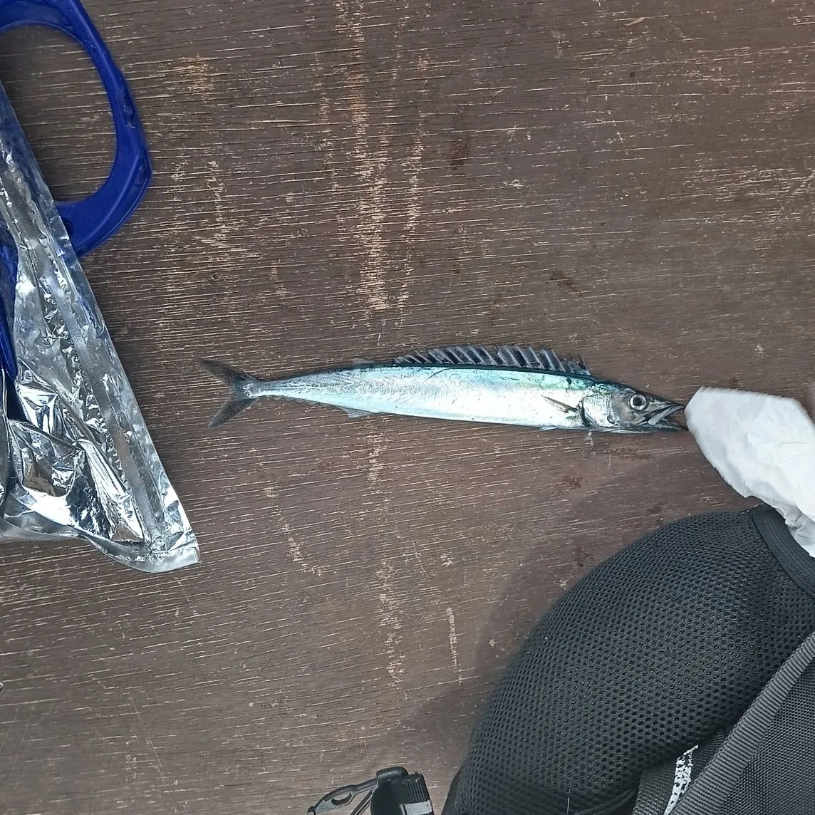 The most recent Snoek catches on Fishbrain