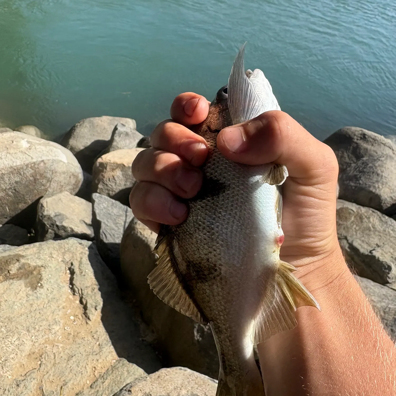 The most recent Zebra-perch sea chub catches on Fishbrain