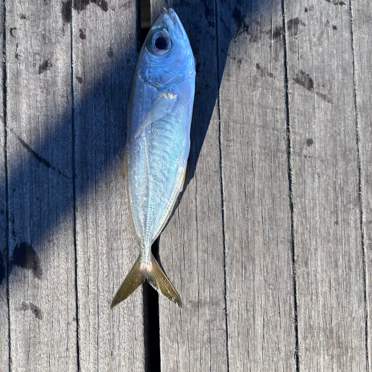 The most recent Bigeye scad catches on Fishbrain
