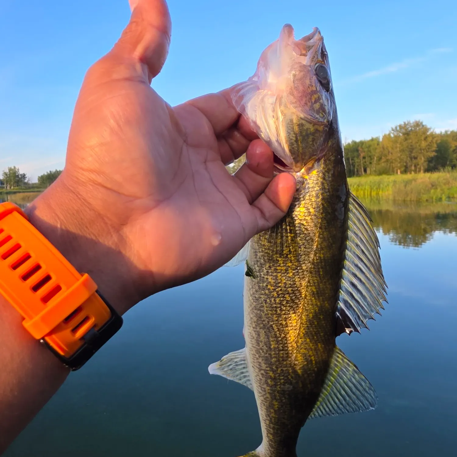 Walleye caught on Fishbrain