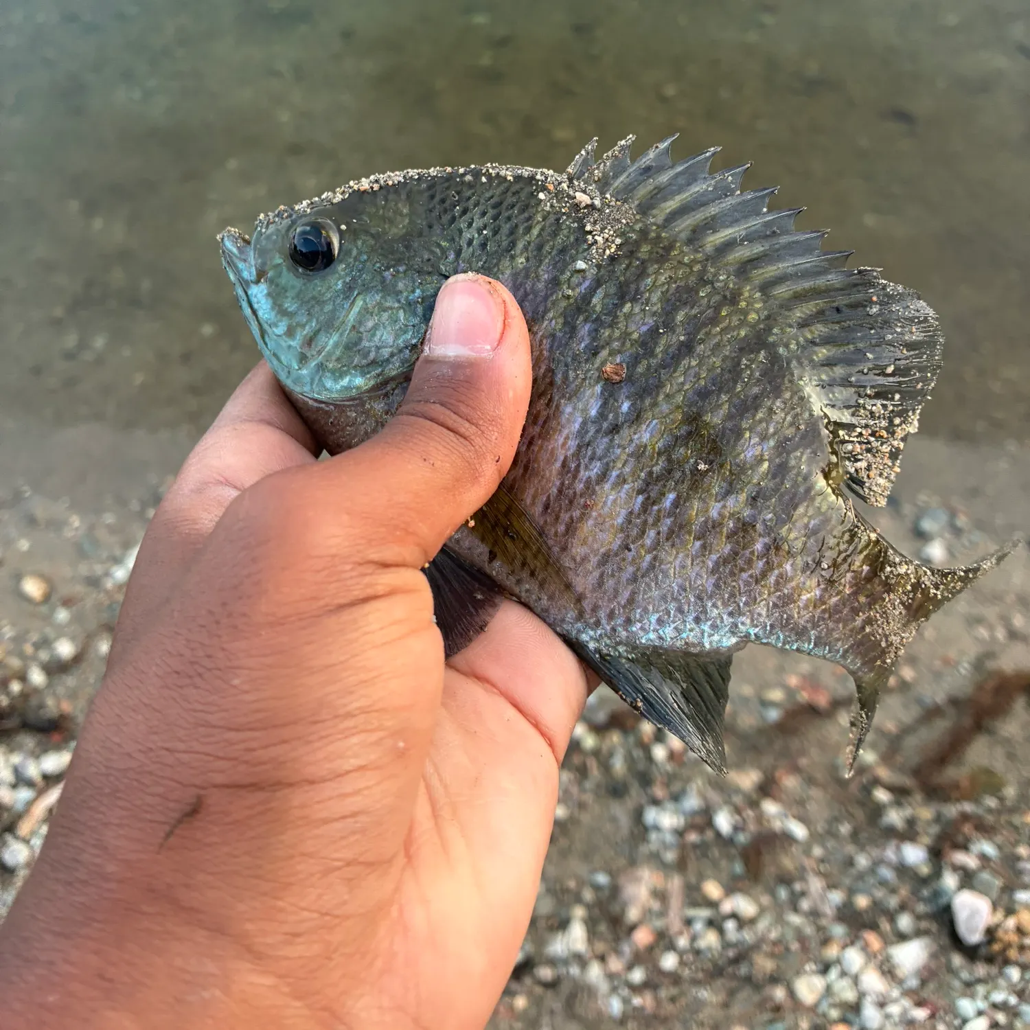 Bluegill caught on Fishbrain