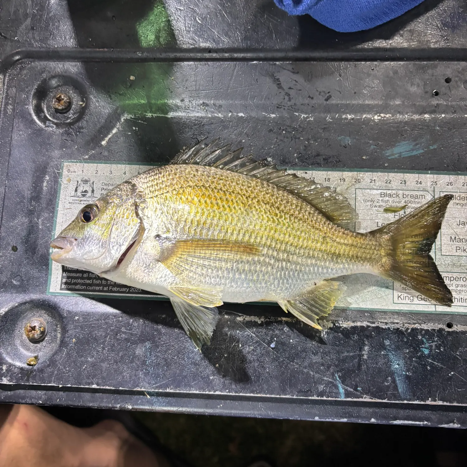 Southern black bream caught on Fishbrain
