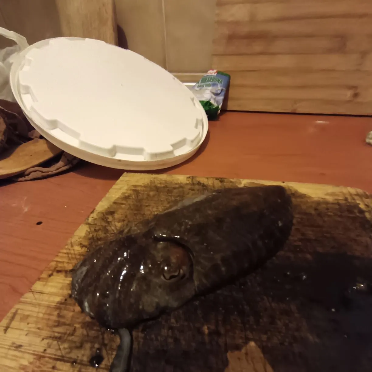 The most recent Common cuttlefish catches on Fishbrain