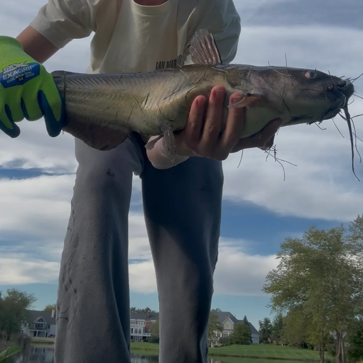 Channel catfish caught on Fishbrain