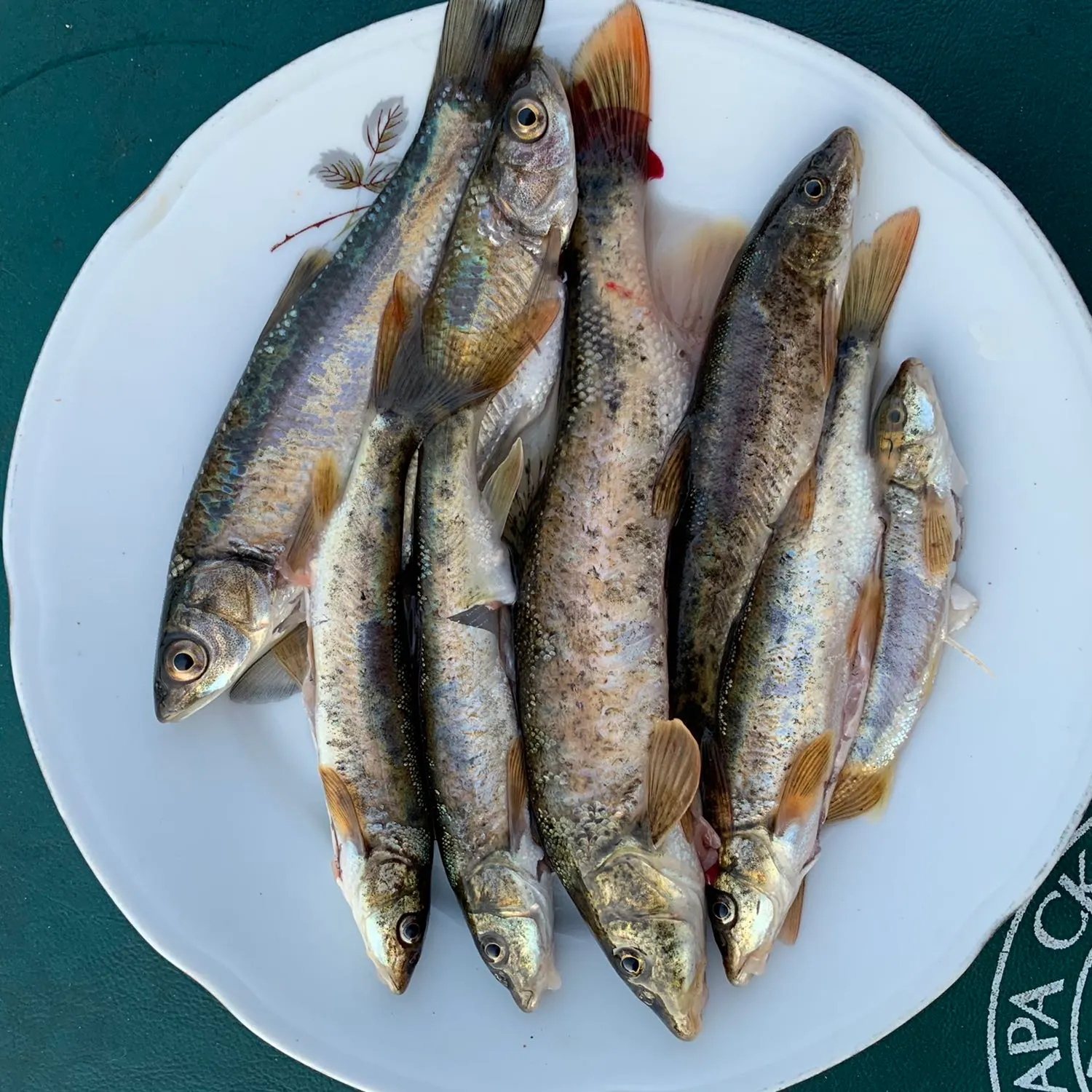 recently logged catches