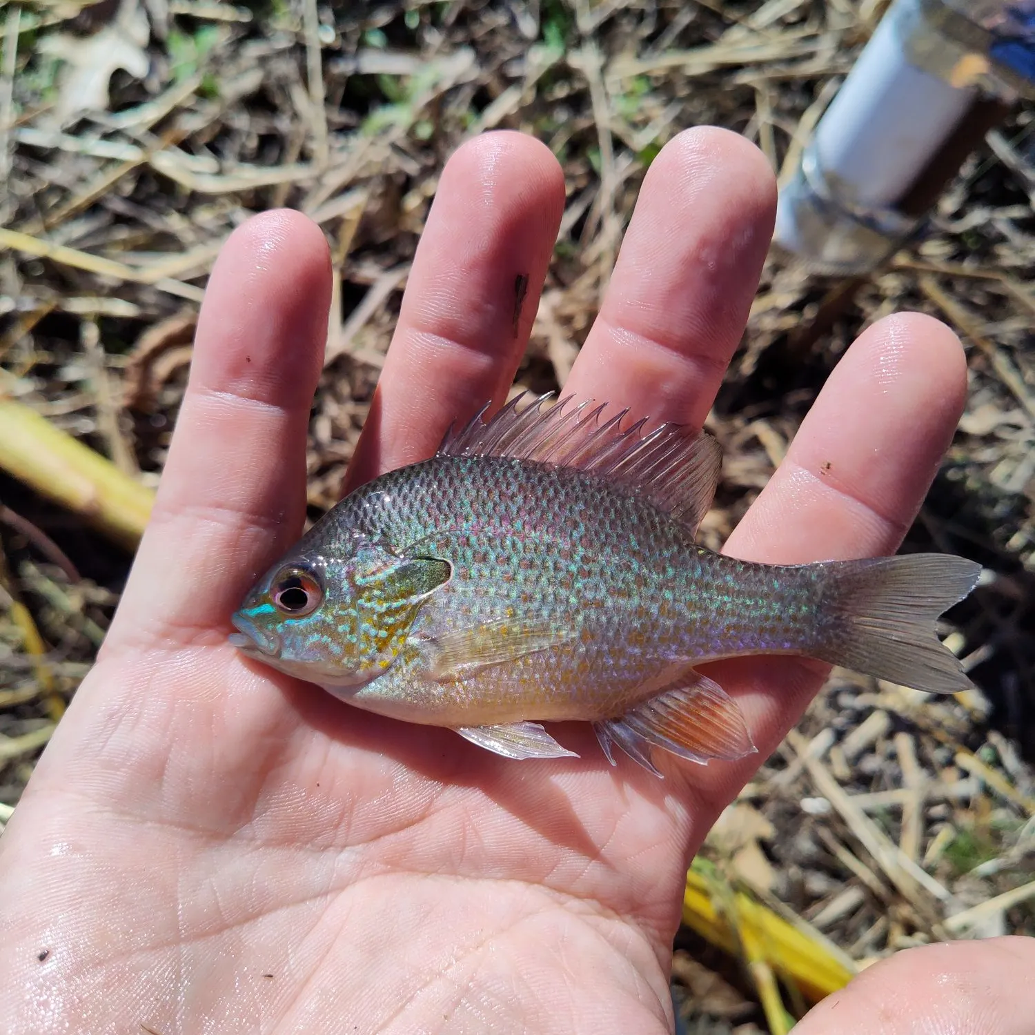 The most recent Longear sunfish catches on Fishbrain