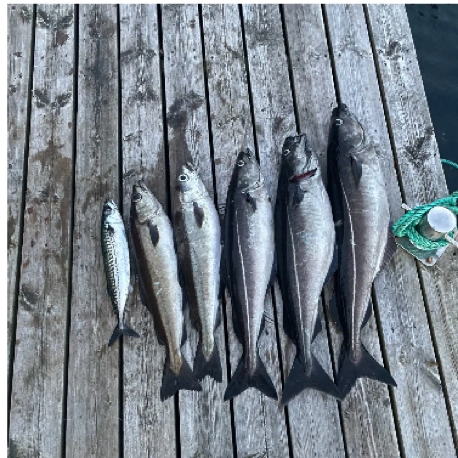 recently logged catches