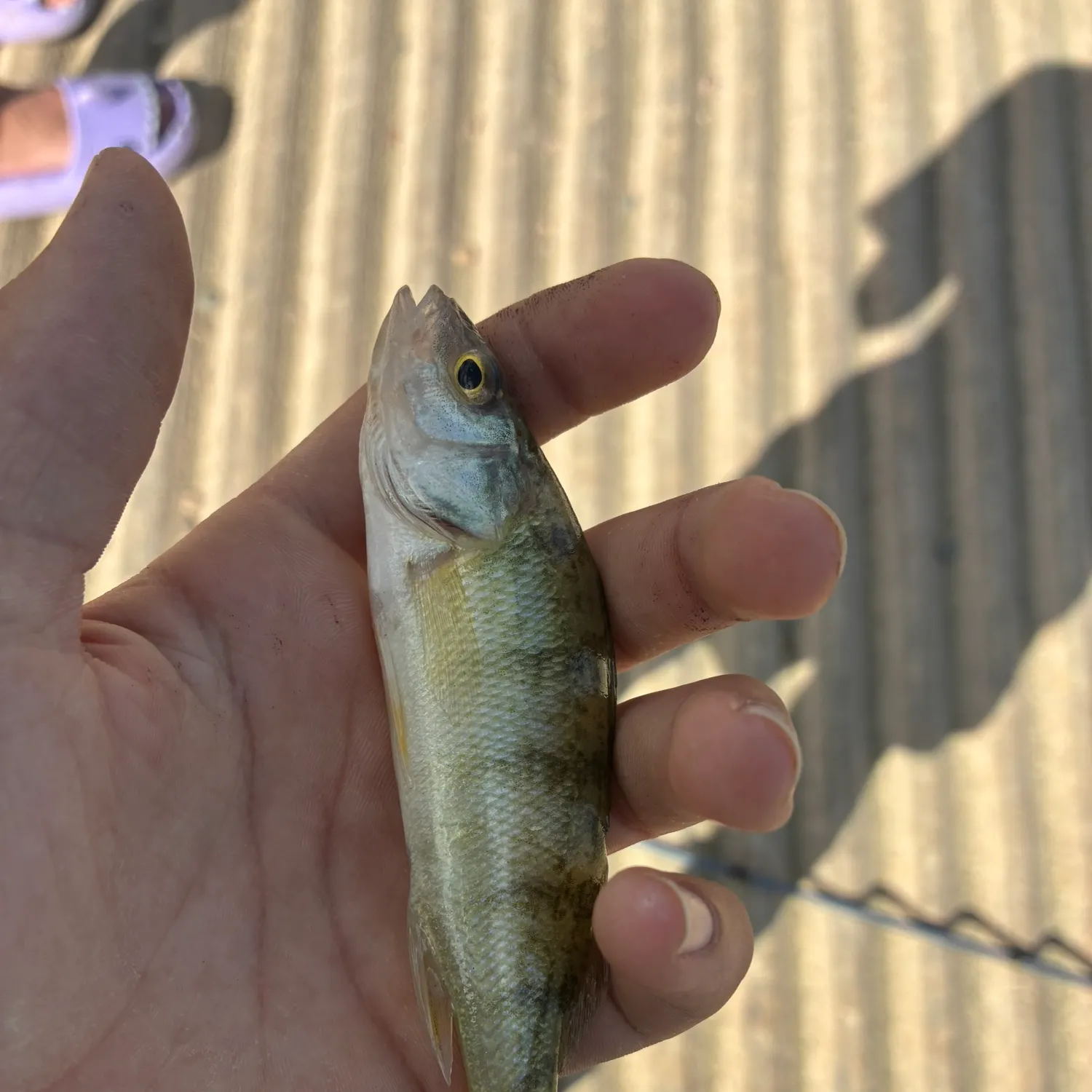 Yellow perch caught on Fishbrain