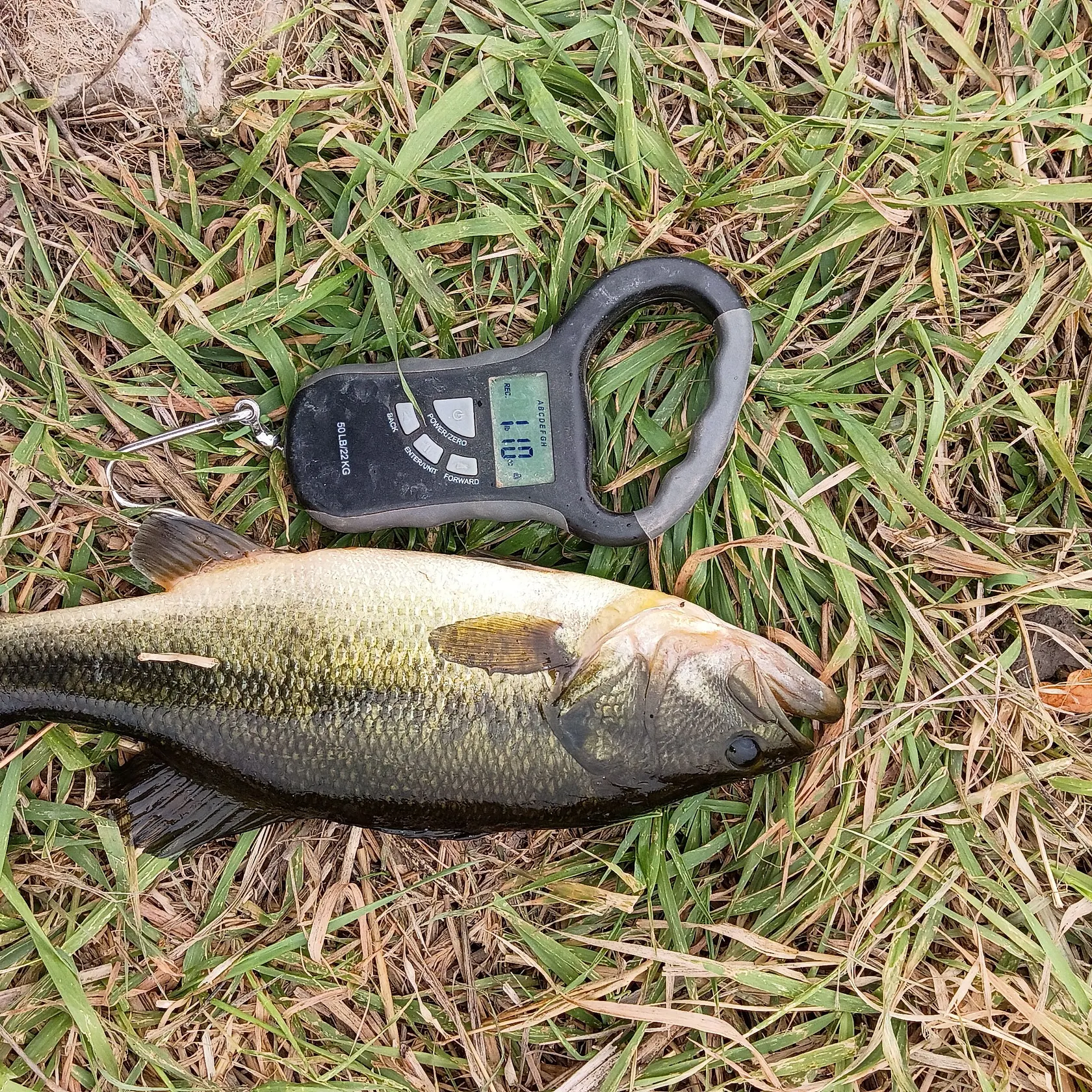 Largemouth bass caught on Fishbrain