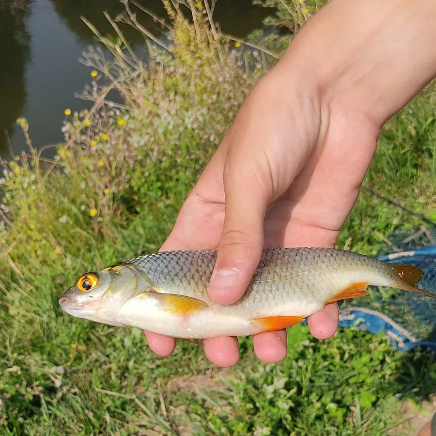 Common roach caught on Fishbrain