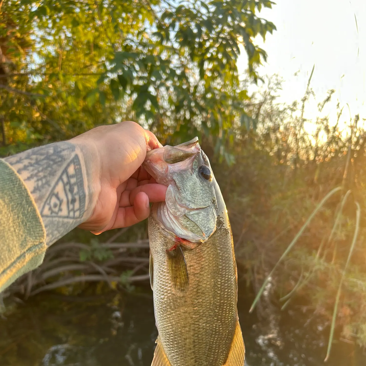 Largemouth bass caught on Fishbrain