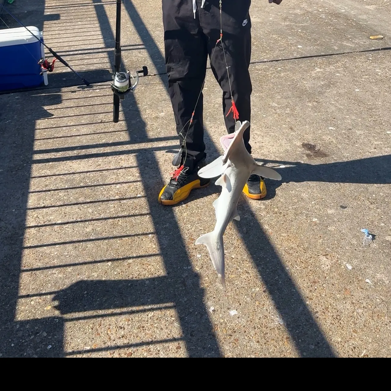 The most recent Smooth hammerhead shark catches on Fishbrain