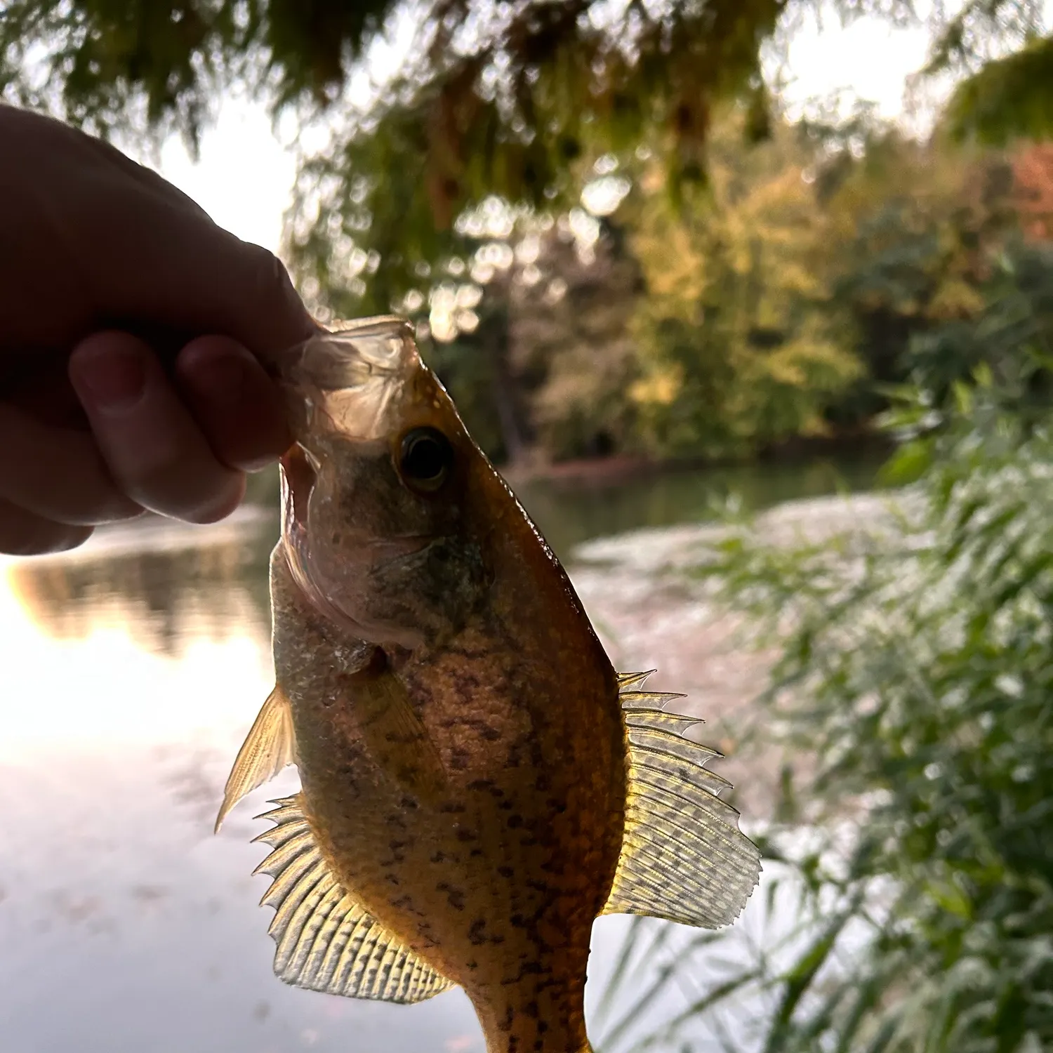 Black crappie caught on Fishbrain
