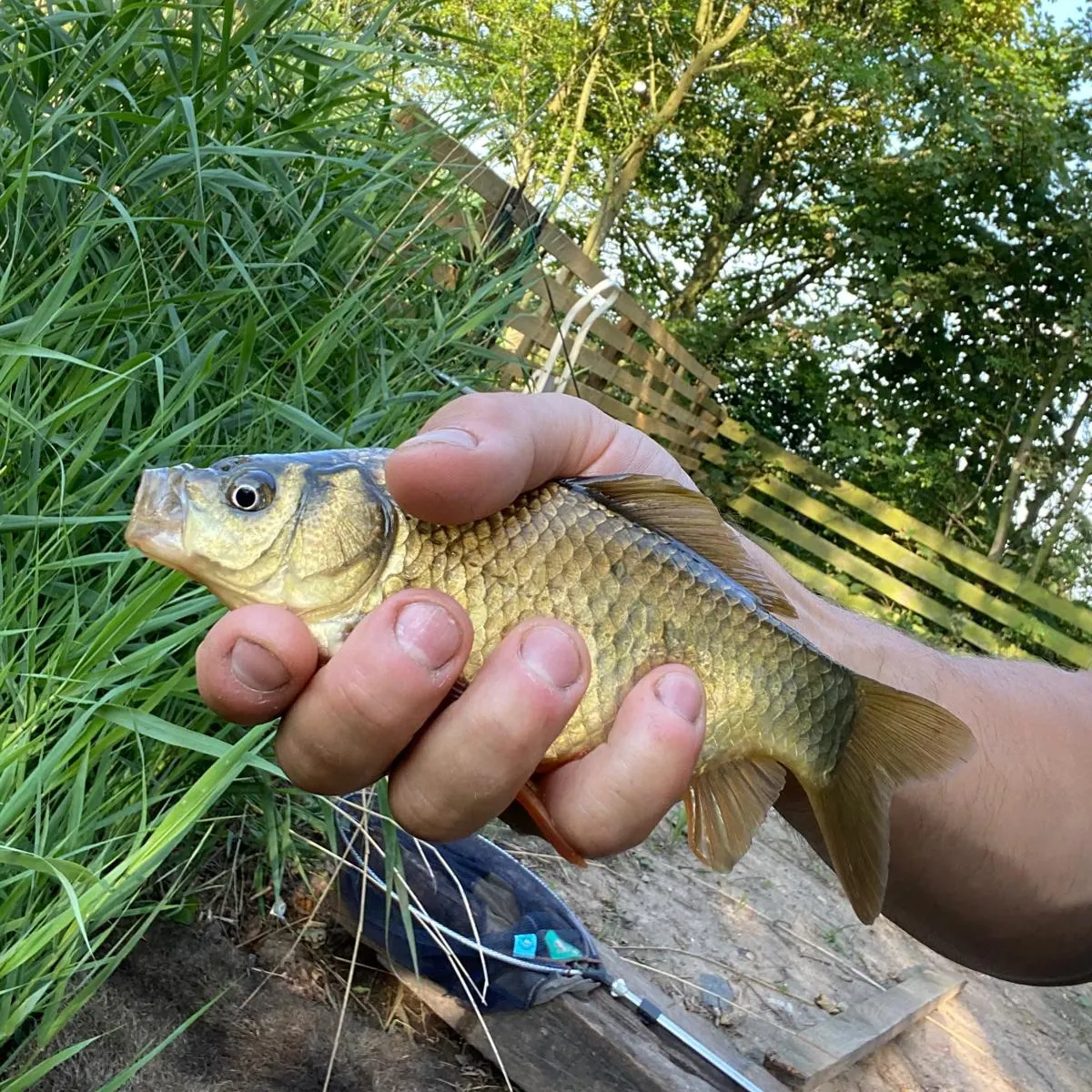 The most recent Crucian carp catches on Fishbrain