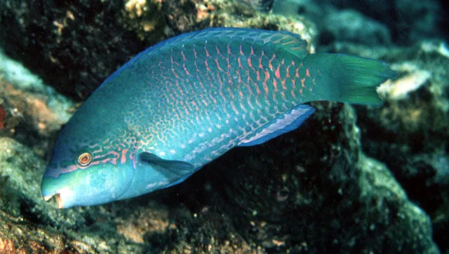 Globehead parrotfish