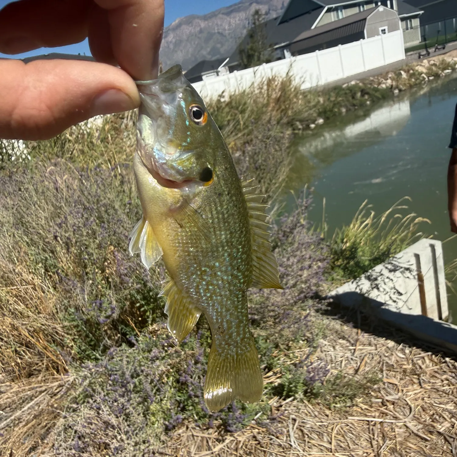 Green sunfish caught on Fishbrain