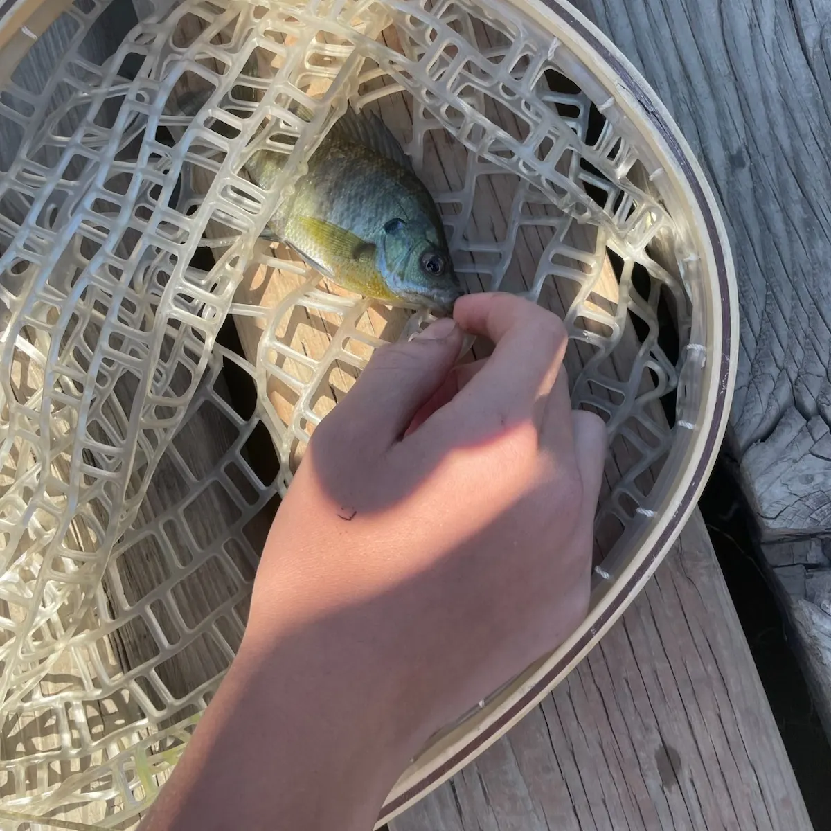Bluegill caught on Fishbrain