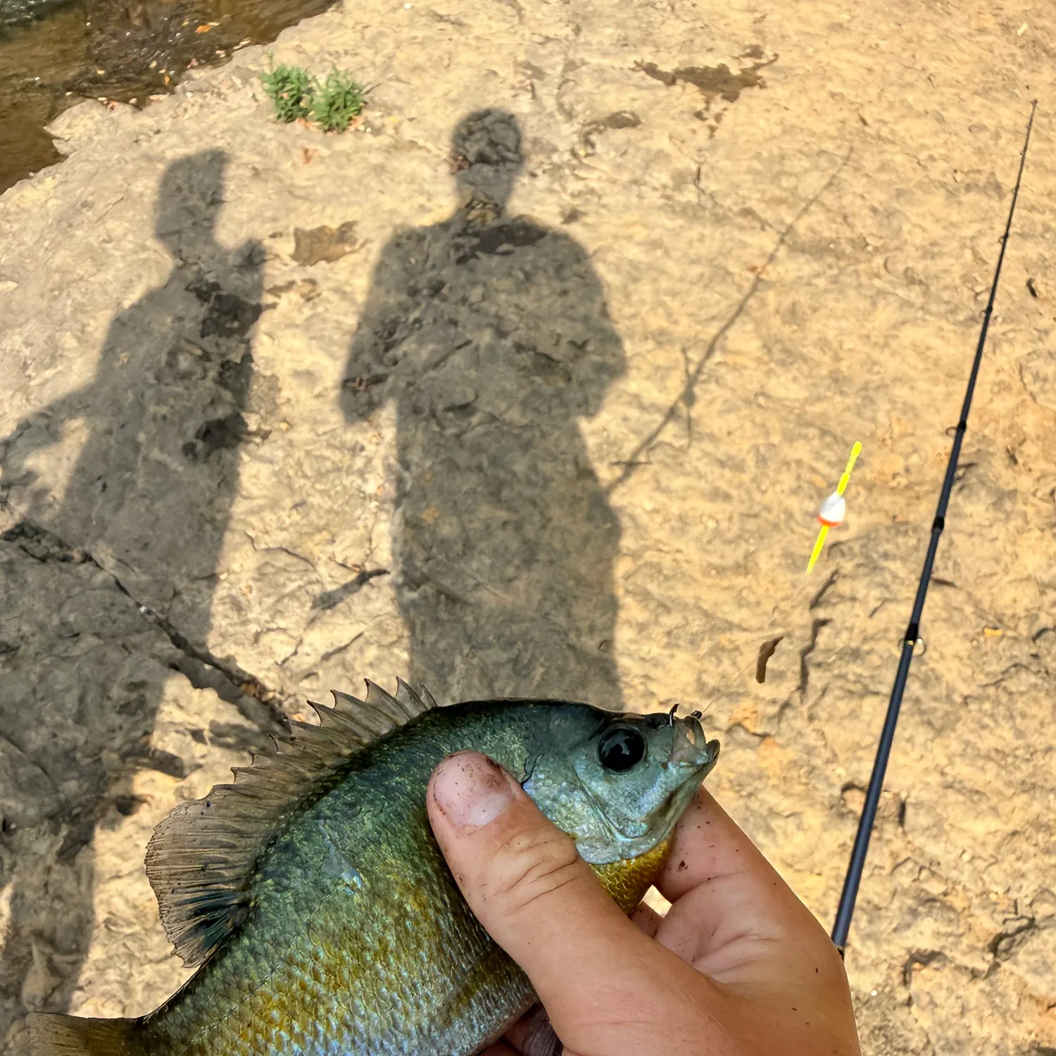Bluegill caught on Fishbrain