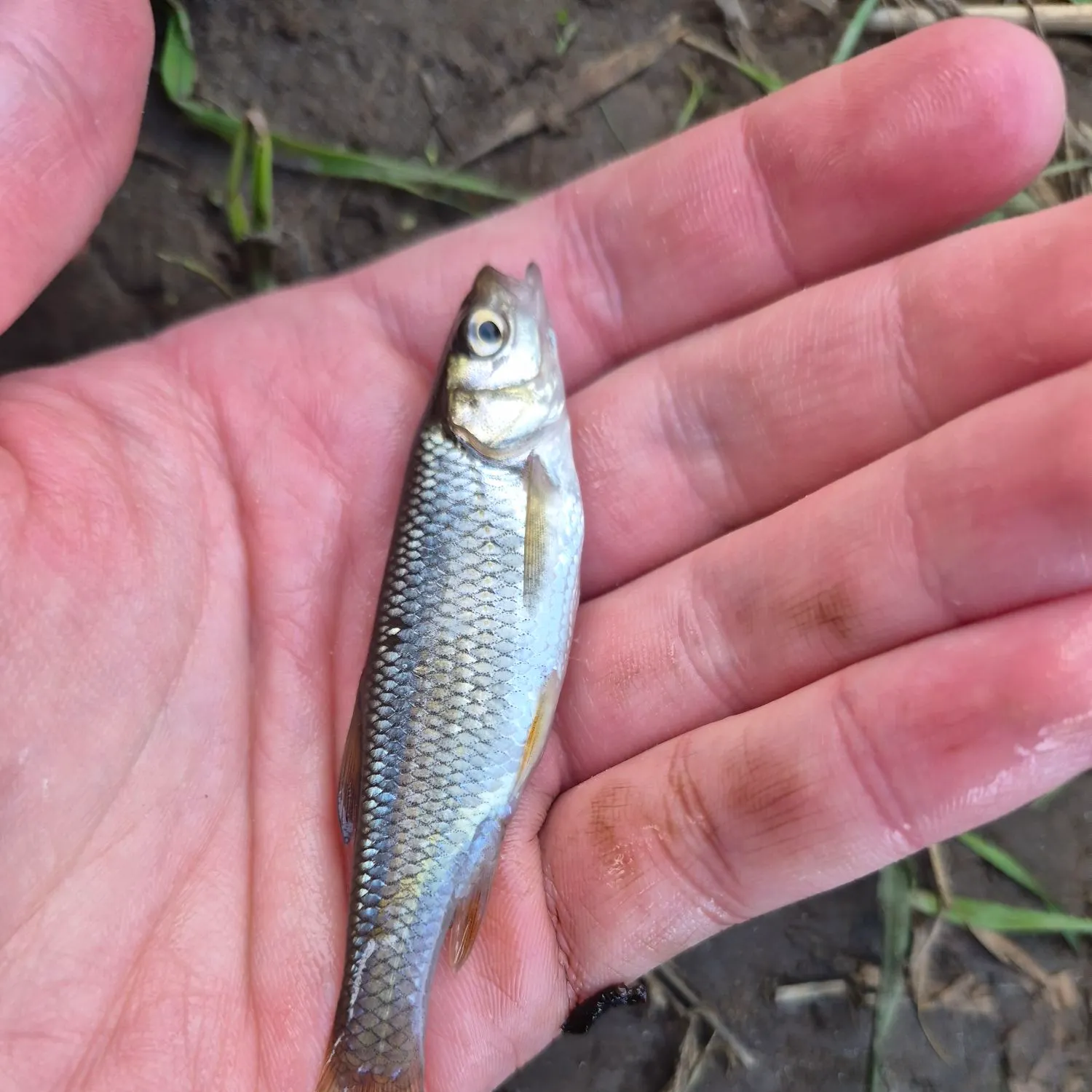 Common dace caught on Fishbrain