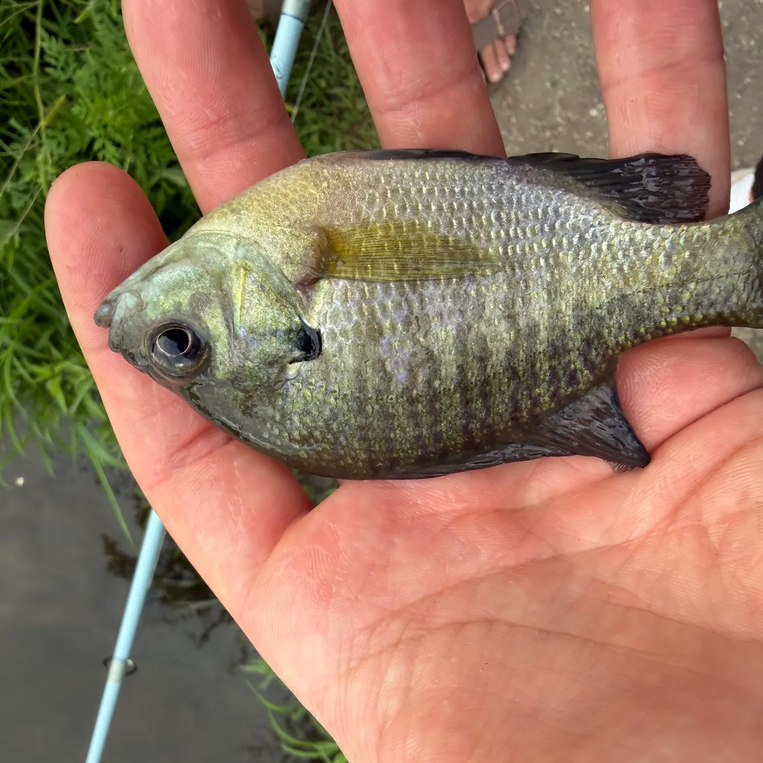 Bluegill caught on Fishbrain