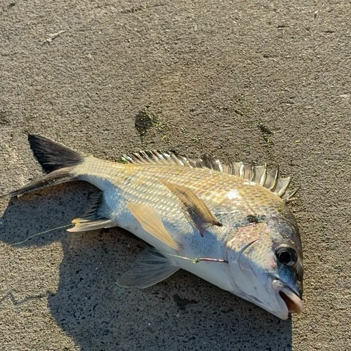 The most recent Southern black bream catches on Fishbrain