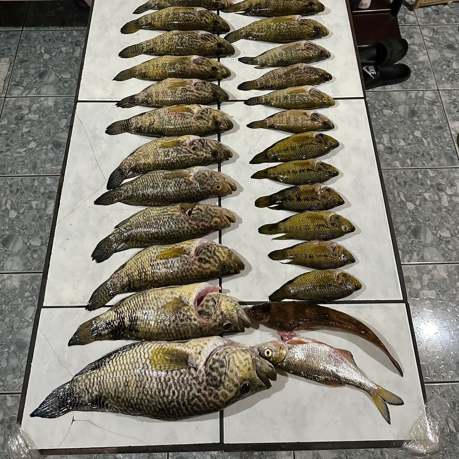 recently logged catches