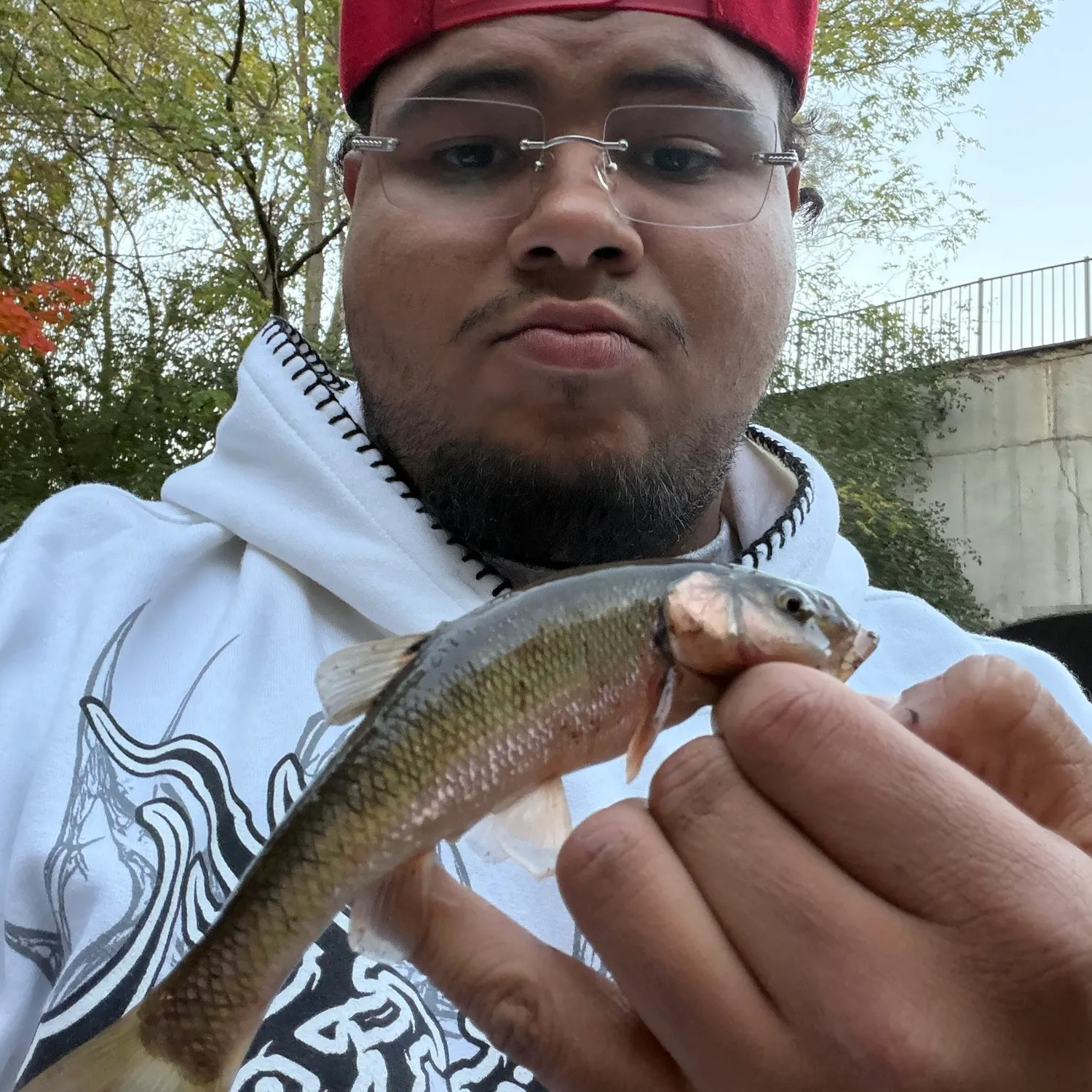 Creek chub caught on Fishbrain