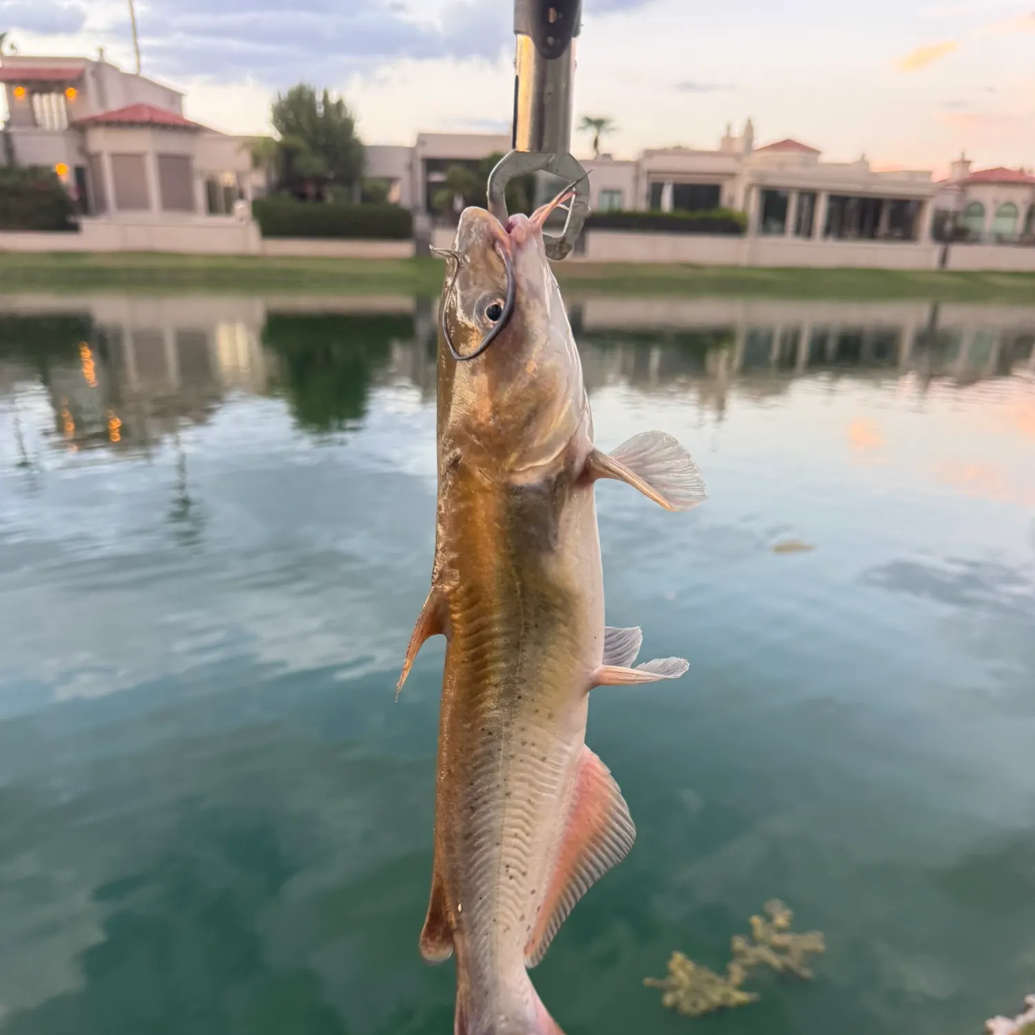 catch