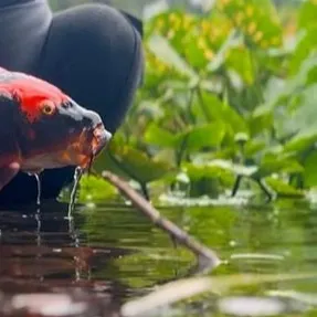 The most recent Koi carp catches on Fishbrain