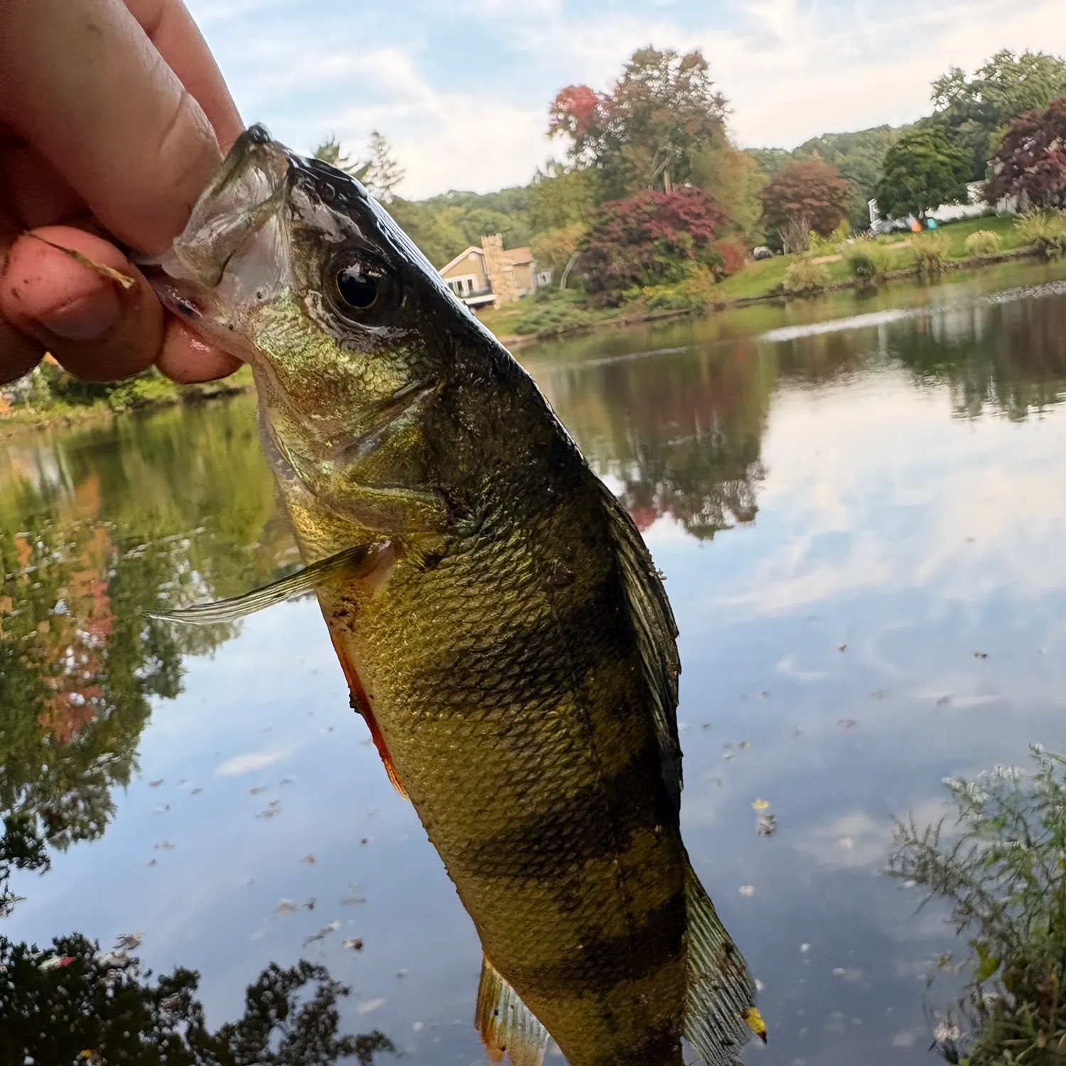 Yellow perch caught on Fishbrain