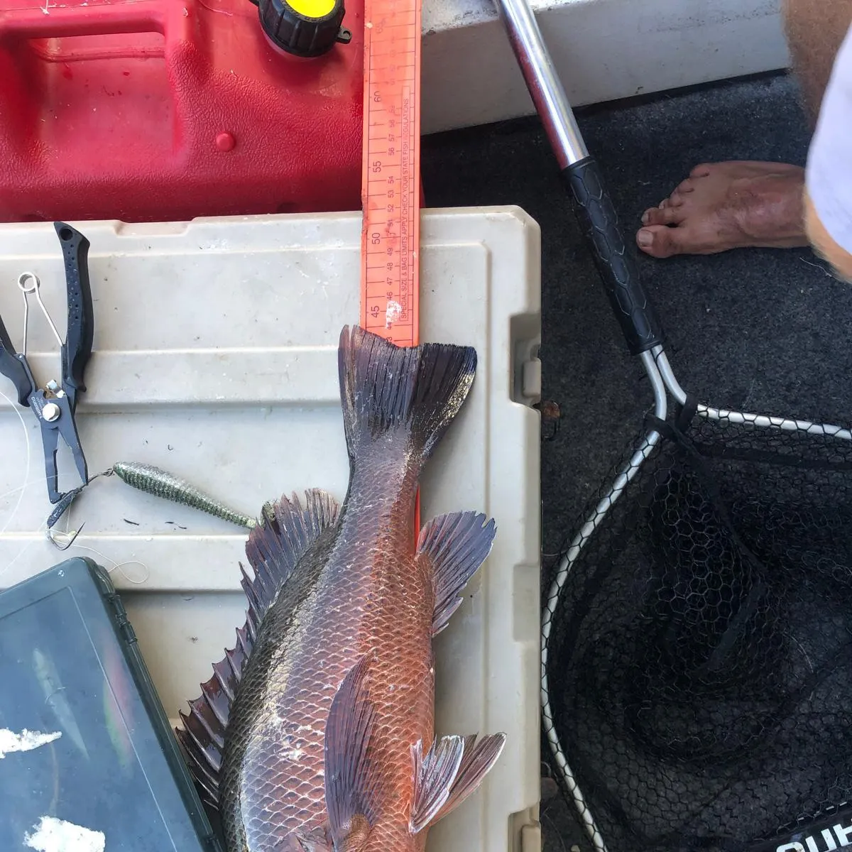 The most recent Mangrove red snapper catches on Fishbrain