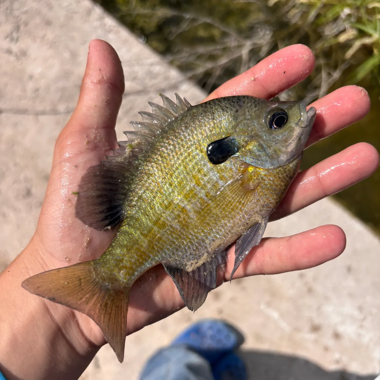 The most recent Coppernose bluegill catches on Fishbrain