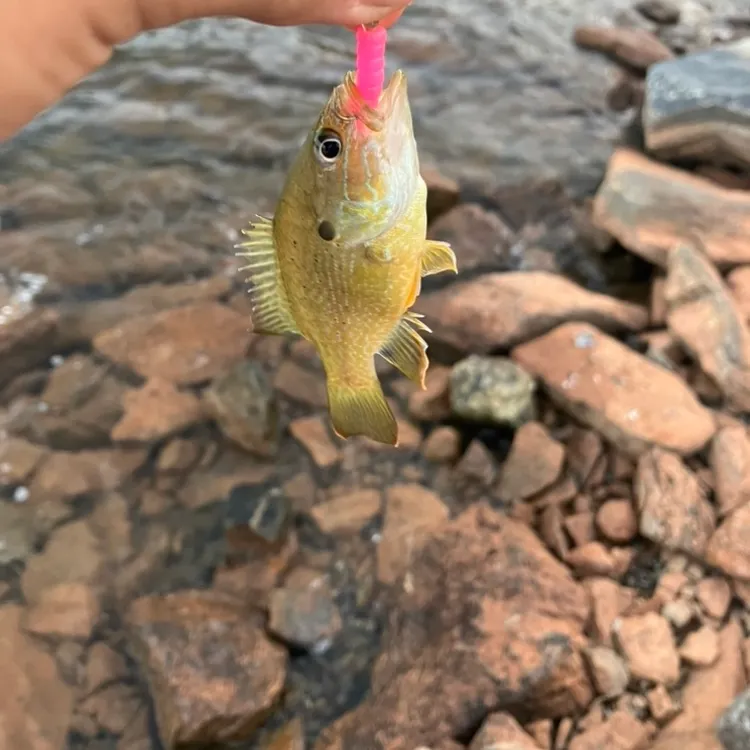Green sunfish caught on Fishbrain